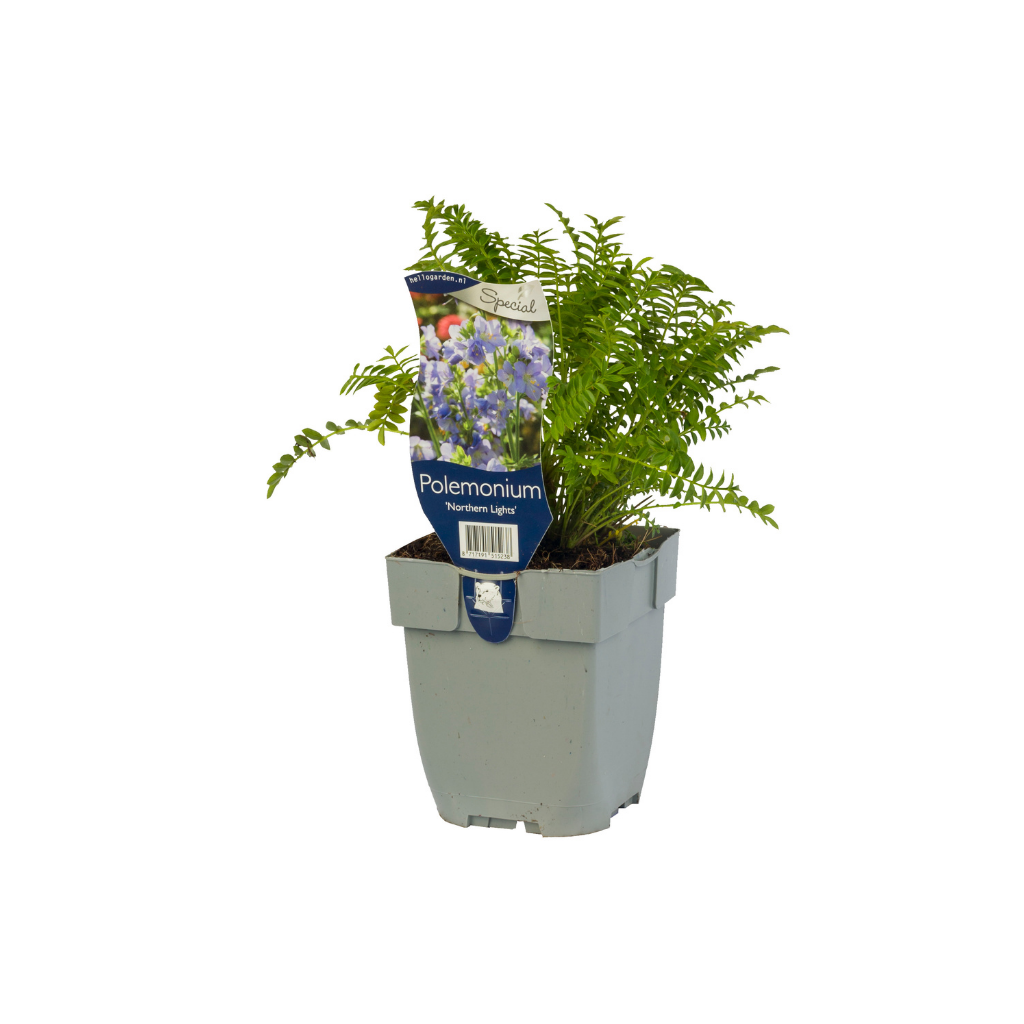 Jacobsladder (Polemonium 'Northern Lights') ø 11 cm