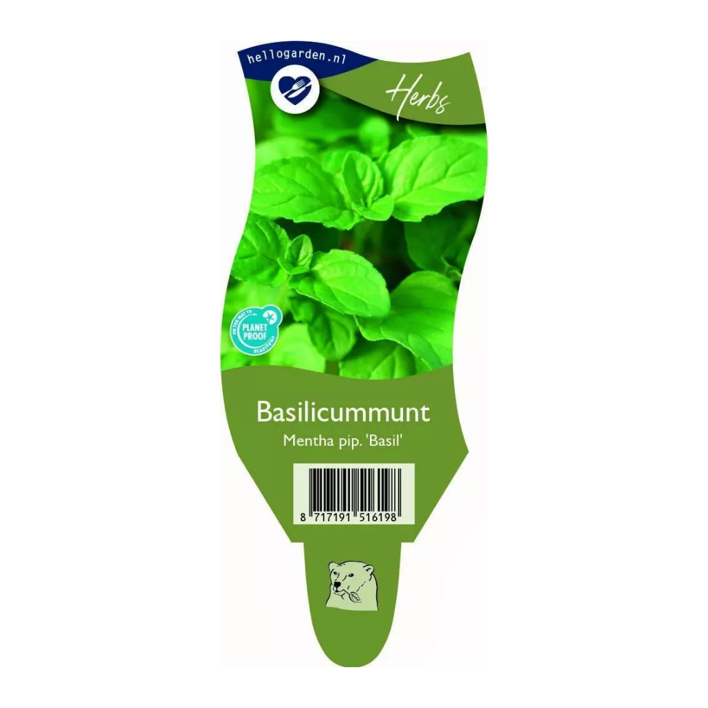 Basilicummunt (Mentha pip. 'Basil') ø 11 cm