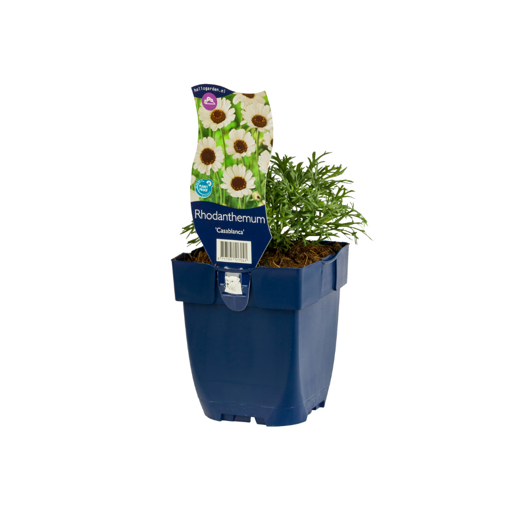Margriet (Rhodanthemum 'Casablanca') ø 11 cm