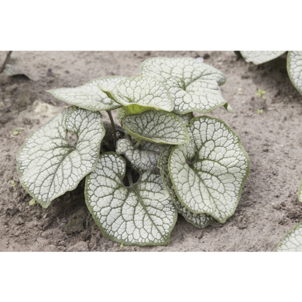 Kaukasiche vergeet-mij-niet (Brunnera macr. 'Silver Heart') ø 11 cm