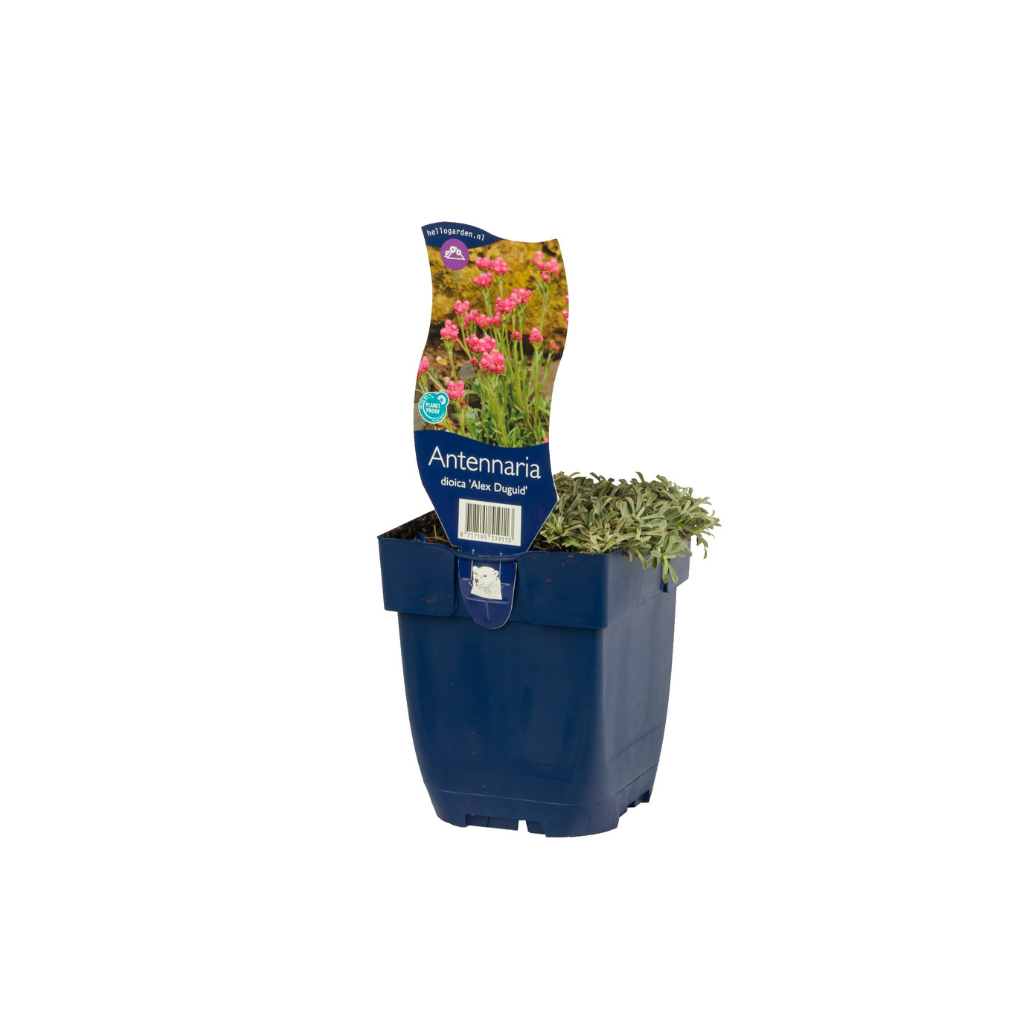 Rozenkransje (Antennaria dioica 'Alex Duguid') ø 11 cm