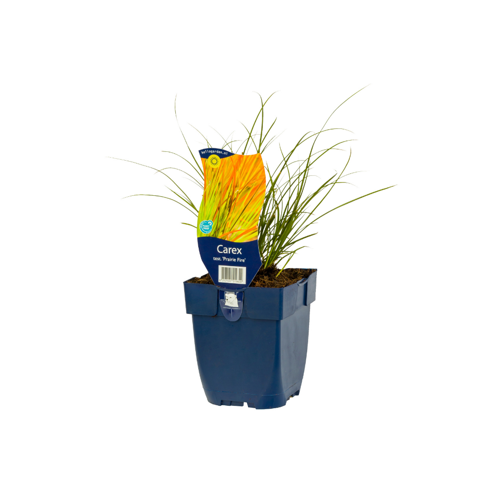 Zegge (Carex test. 'Prairie Fire') ø 11 cm