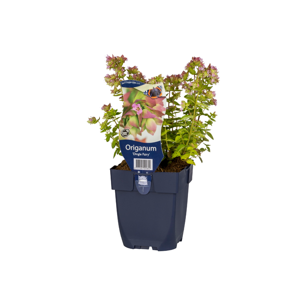 Hopmarjolein (Origanum 'Dingle Fairy') ø 11 cm