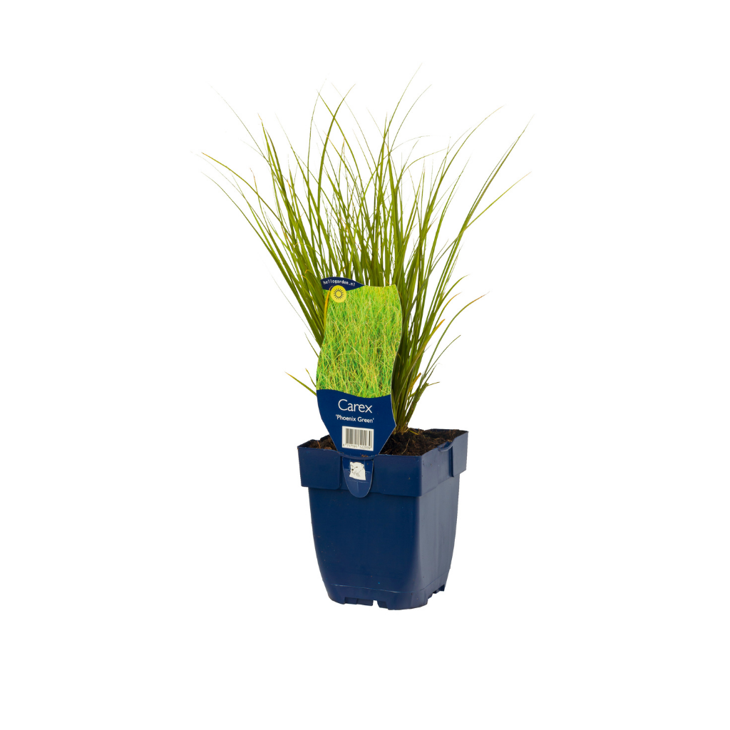 Zegge (Carex 'Phoenix Green') ø 11 cm