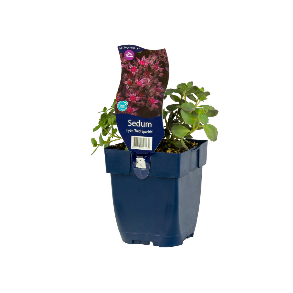 Vetkruid (Sedum 'Red Sparkle') ø 11 cm
