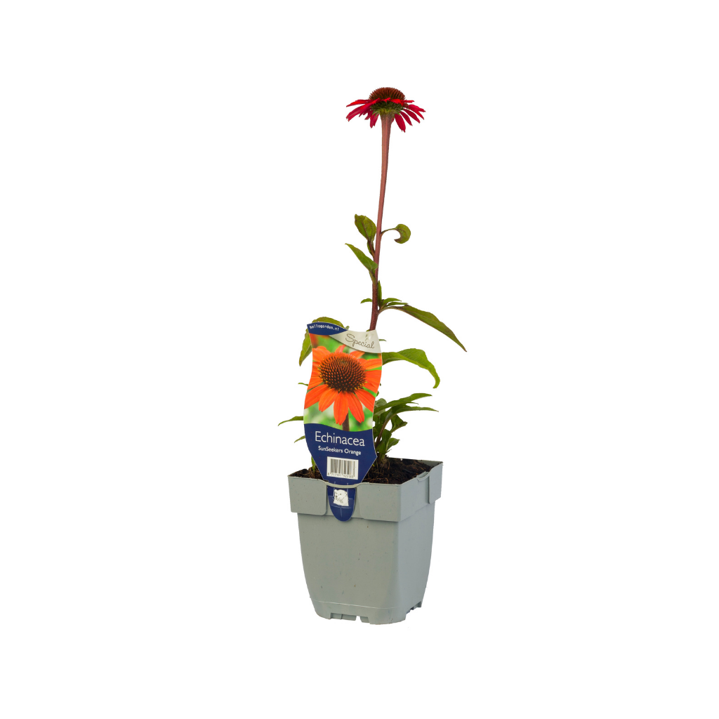Zonnehoed (Echinacea SunSeekers Orange) ø 11 cm