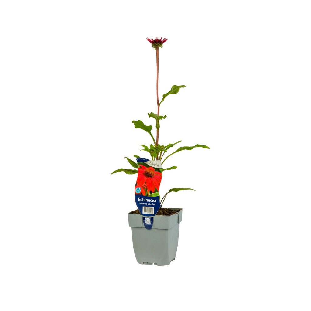 Zonnehoed (Echinacea Sombrero Salsa Red) ø 11 cm
