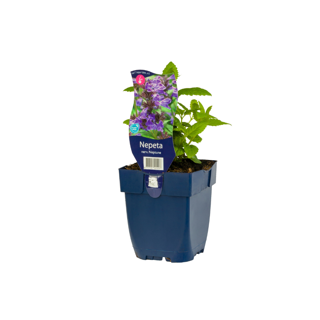 Kattenkruid (Nepeta nerv. Neptune) ø 11 cm