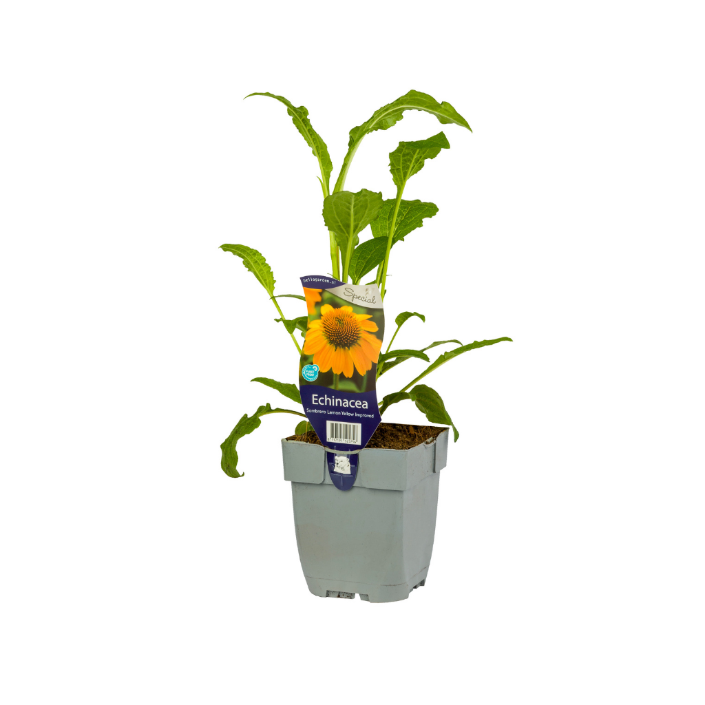 Zonnehoed (Echinacea Sombr. Lemon Yellow Impr.) ø 11 cm