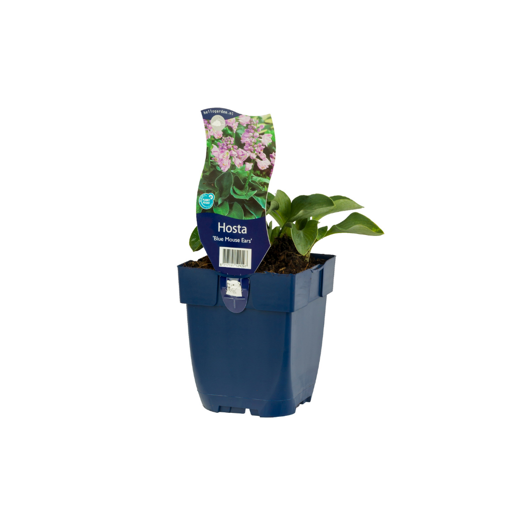 Hartlelie (Hosta 'Blue Mouse Ears') ø 11 cm