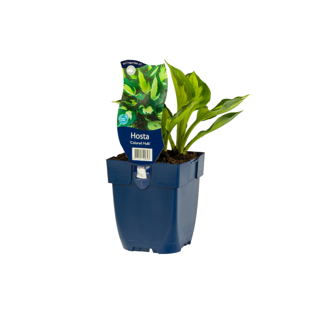 Hosta (Hosta 'Colored Hulk') ø 11 cm