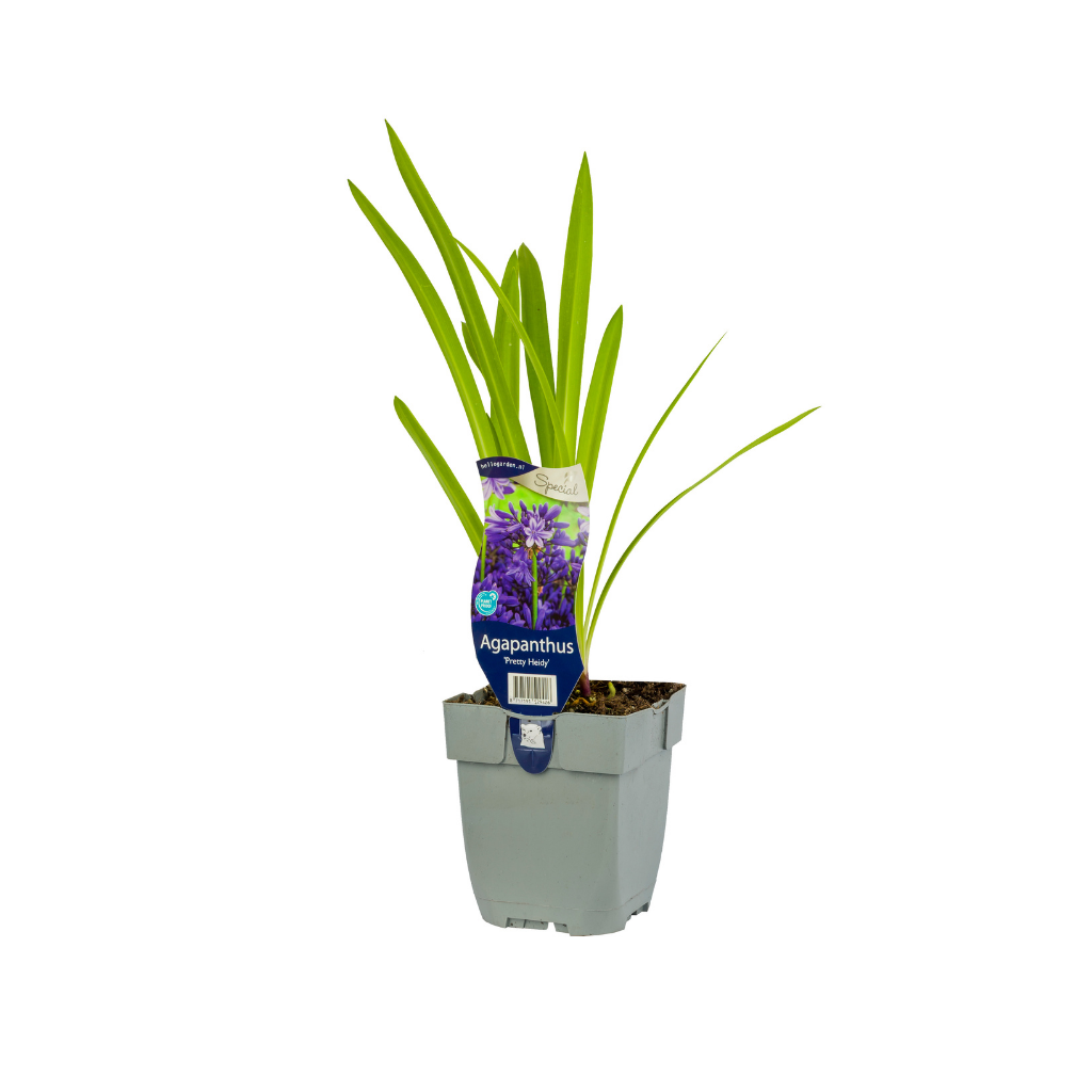 Afrikaanse Lelie (Agapanthus 'Pretty Heidy') ø 11 cm