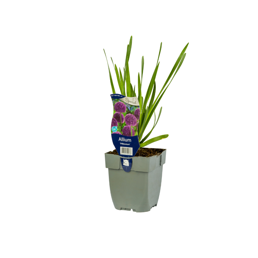 Sierui (Allium 'Millennium') ø 11 cm