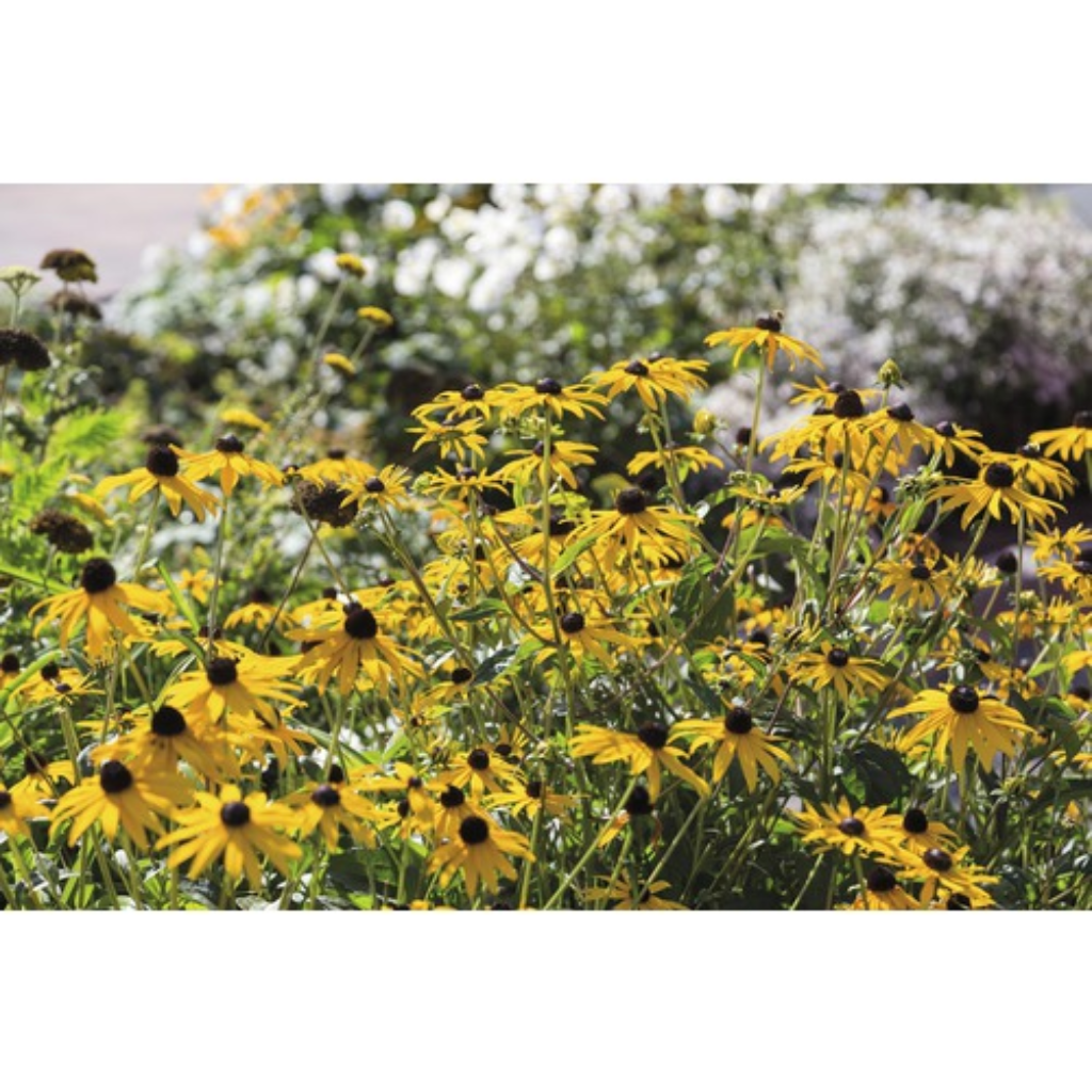 Zonnehoed (Rudbeckia fulgida 'American Gold Rush') ø 11 cm