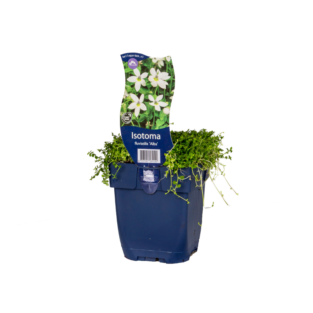 Isotoma (Isotoma fluviatilis 'Alba') ø 11 cm