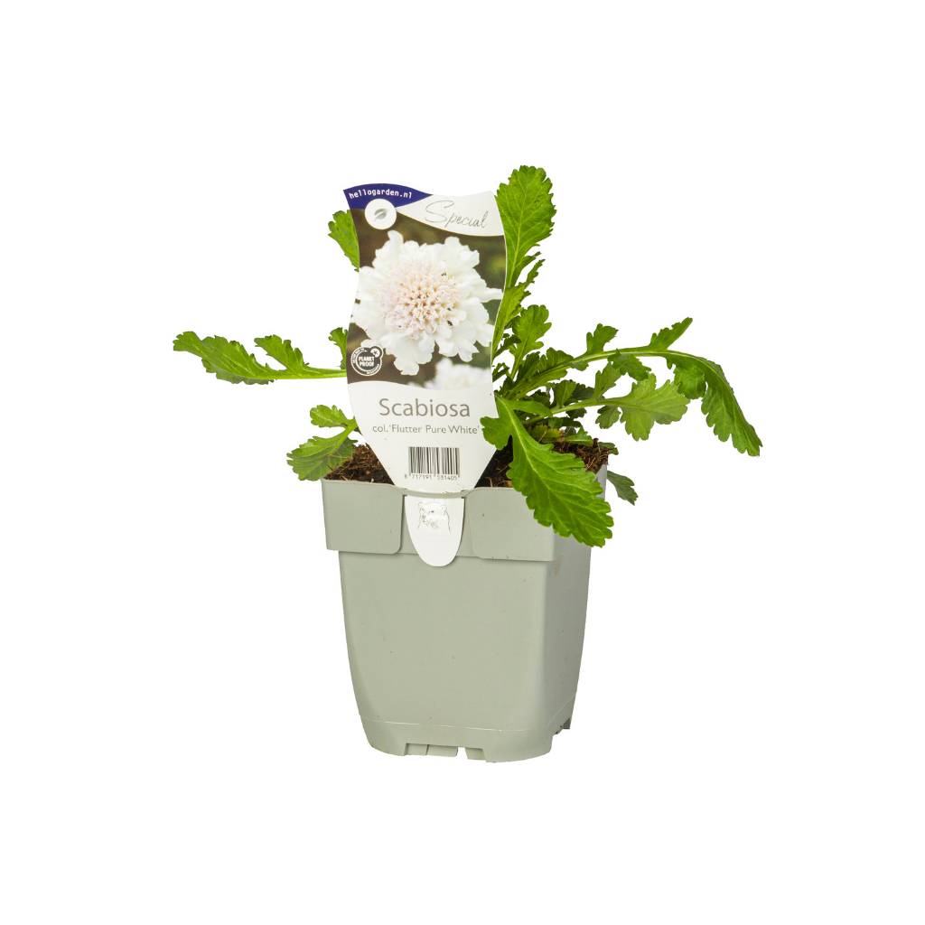 Duifkruid (Scabiosa col. 'Flutter Pure White') ø 11 cm