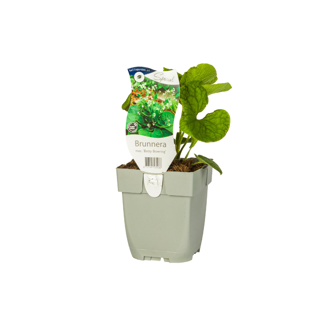 Kaukasiche vergeet-mij-niet (Brunnera mac. 'Betty Bowring') ø 11 cm