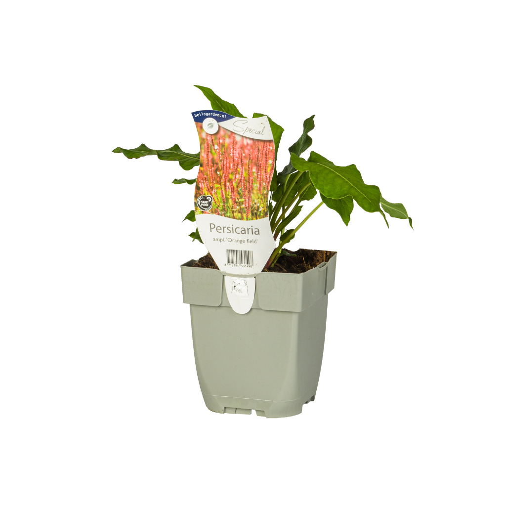 Duizendknoop (Persicaria ampl. 'Orange Field') ø 11 cm