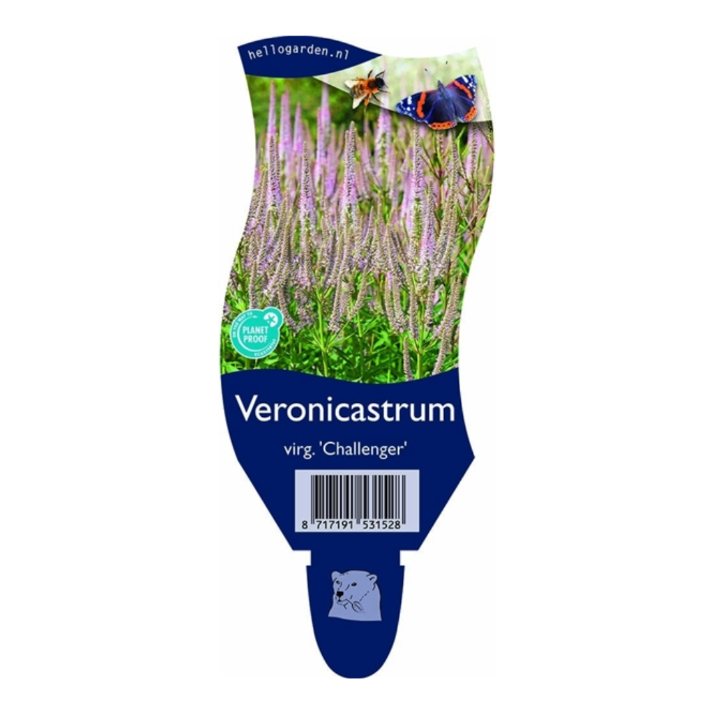 Virginische Ereprijs (Veronicastrum virg. 'Challenger') ø 11 cm