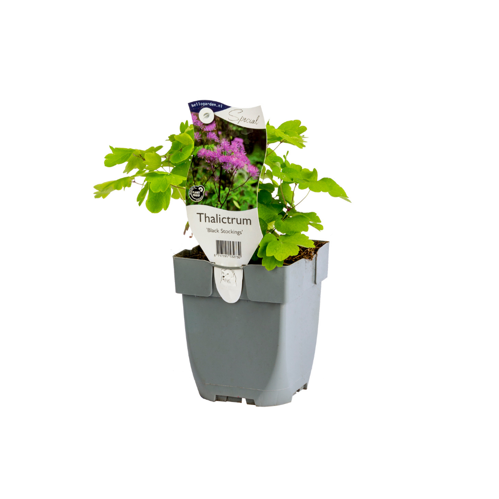 Ruit (Thalictrum 'Black Stockings') ø 11 cm