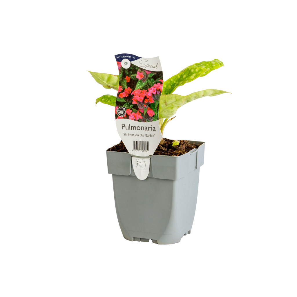 Longkruid (Pulmonaria 'Shrimps on the Barbie') ø 11 cm
