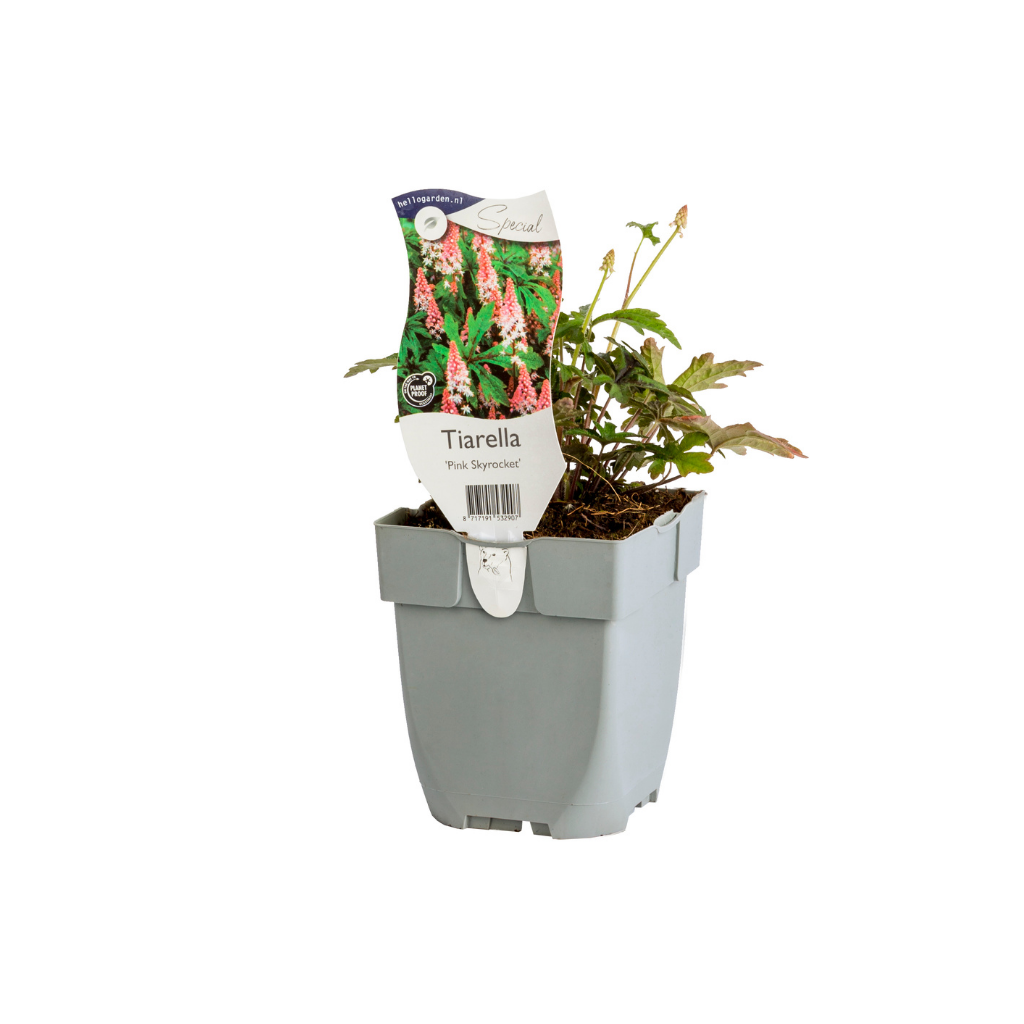 Schuimbloem (Tiarella 'Pink Skyrocket') ø 11 cm