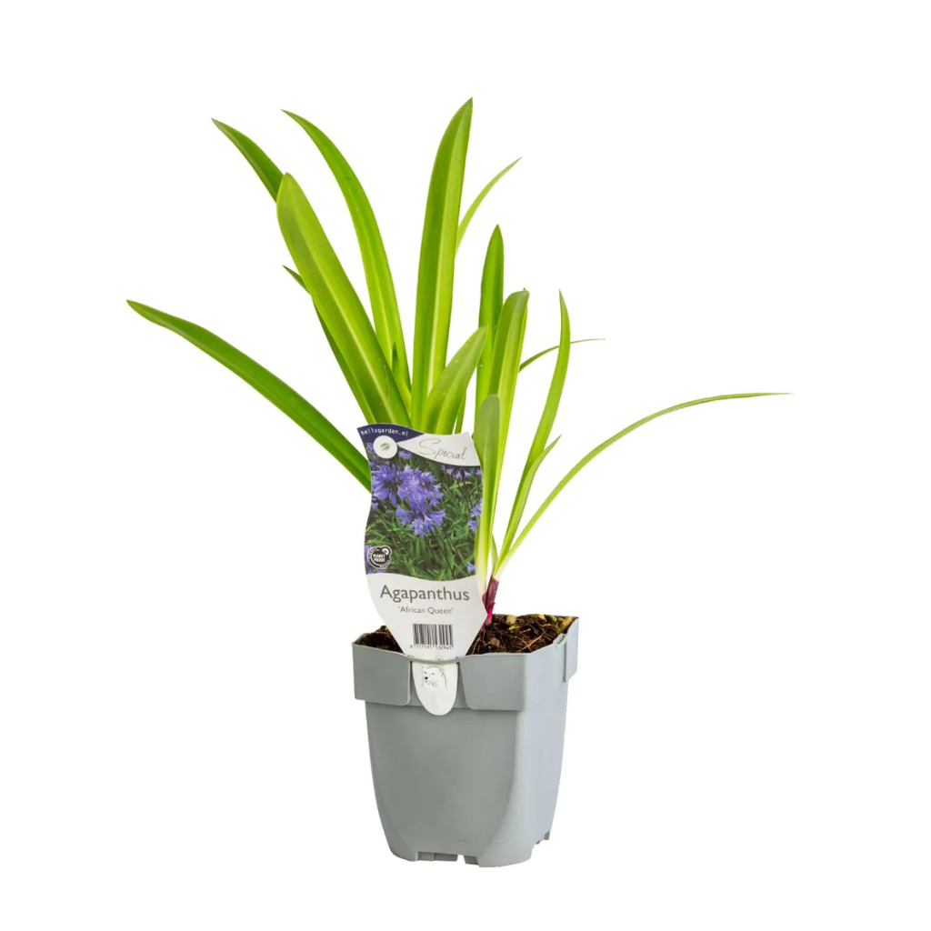 Afrikaanse lelie (Agapanthus 'African Queen') ø 11 cm