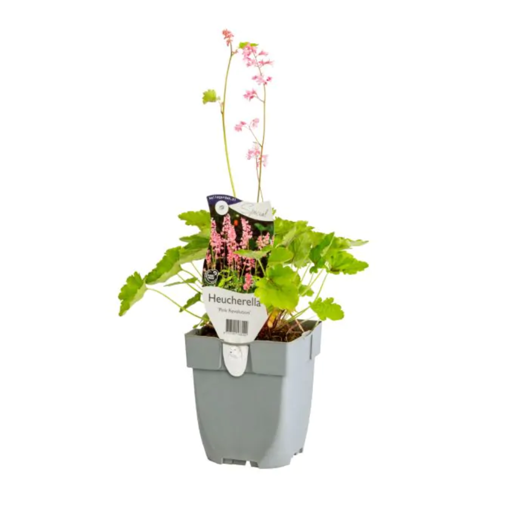 Purperklokje (Heucherella 'Pink Revolution') ø 11 cm