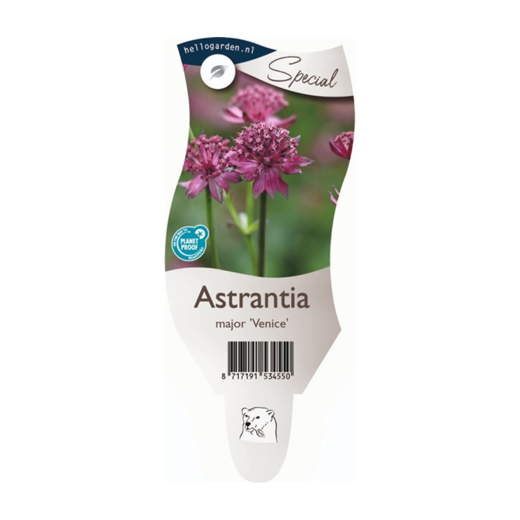 Zeeuws knoopje (Astrantia maj. 'Venice') ø 11 cm