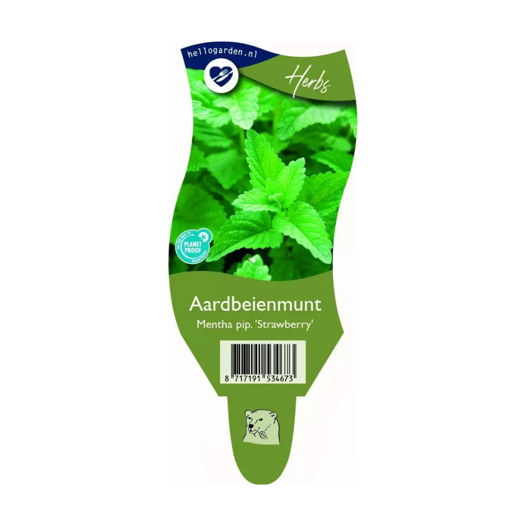Aardbeienmunt (Mentha pip. 'Strawberry') ø 11 cm