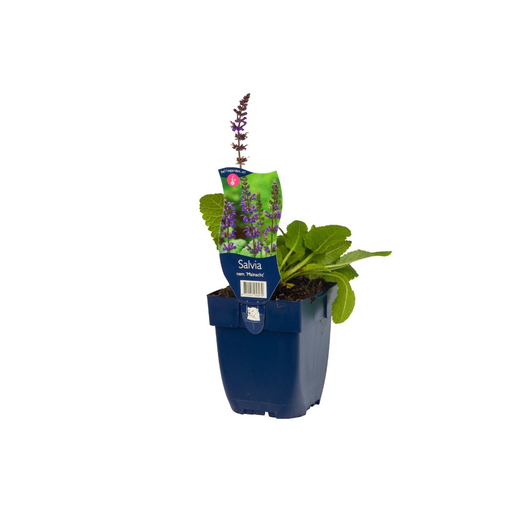 Salie (Salvia nem. 'Caradonna Pink') ø 11 cm