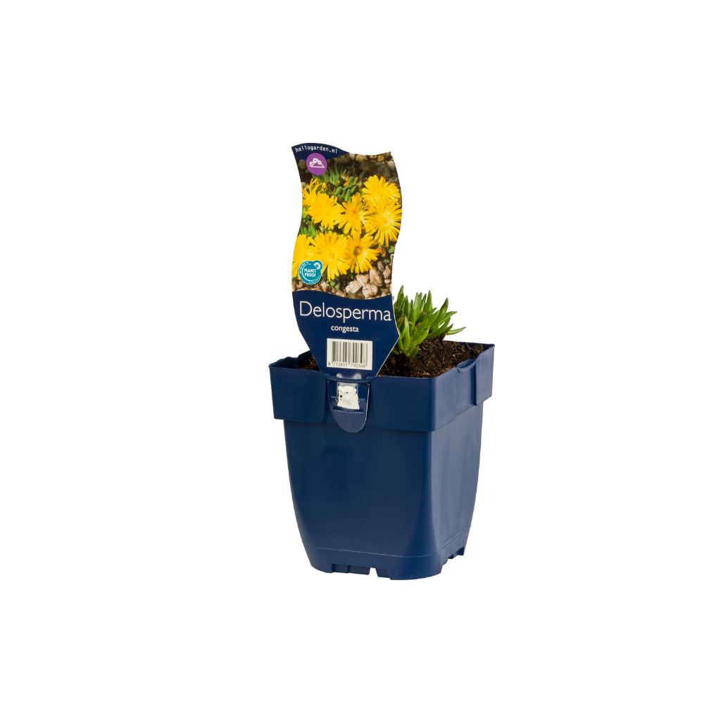 IJsbloem (Delosperma c. 'Ocean Sunset Orange Vibe') ø 11 cm