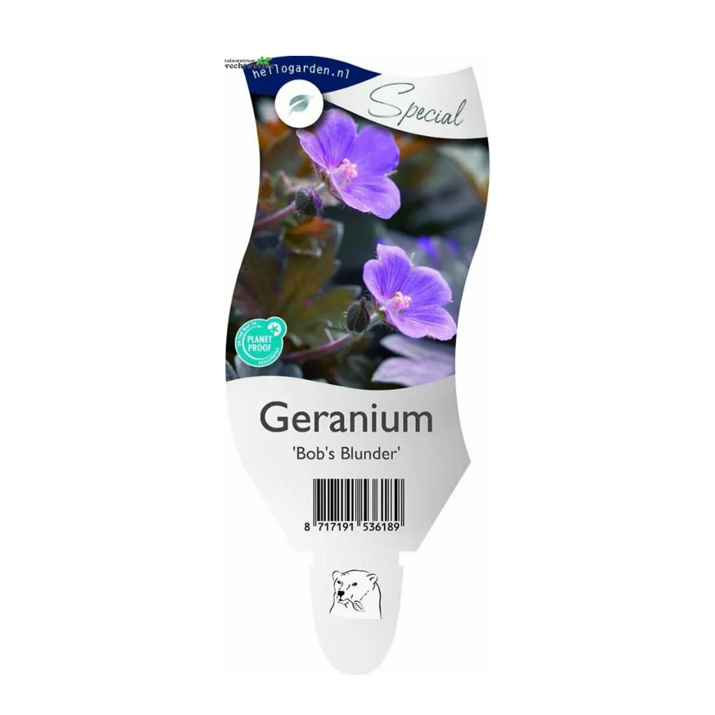 Ooievaarsbek (Geranium 'Bob's Blunder') ø 11 cm