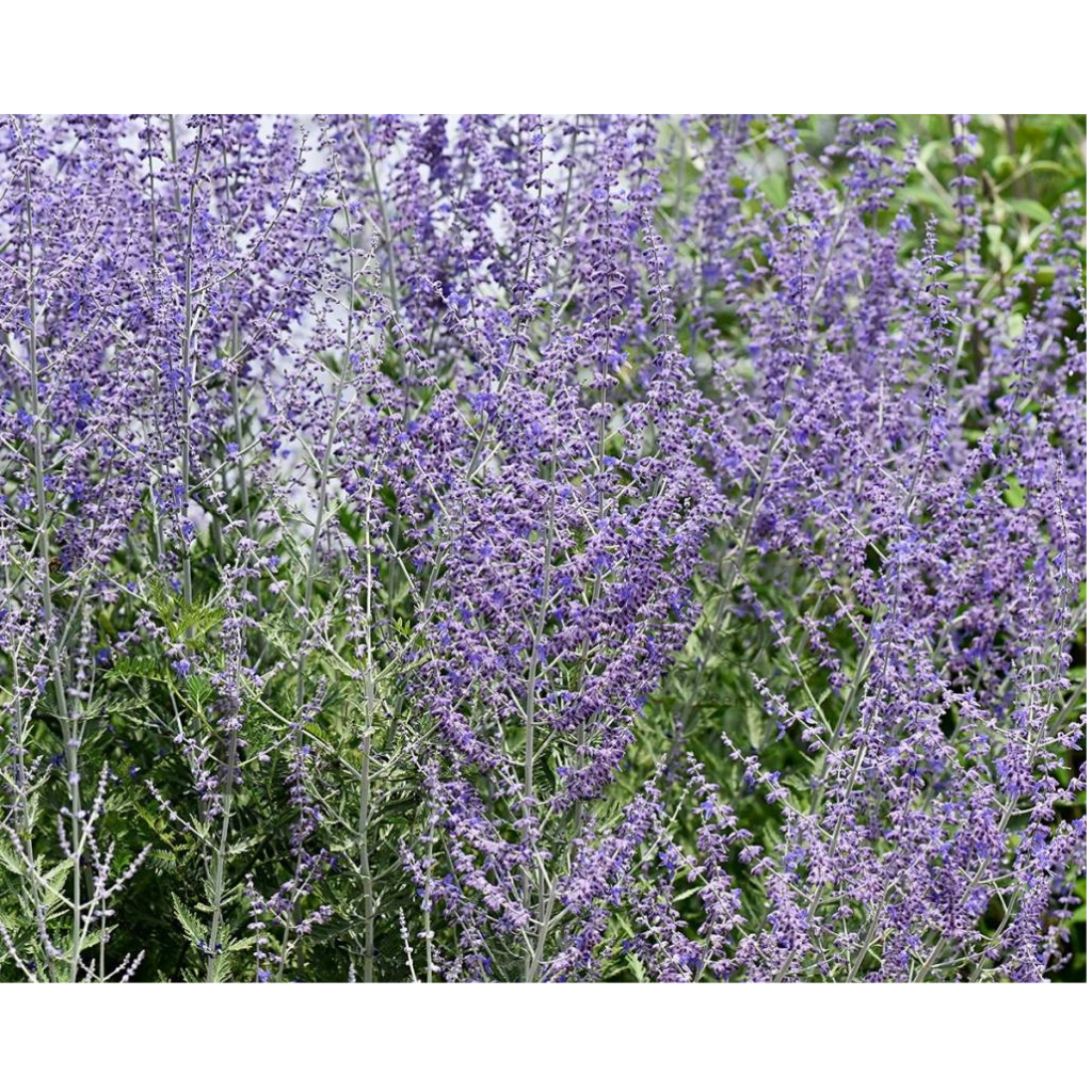 Russische salie (Perovskia atr. 'Blue Spire') ø 11 cm