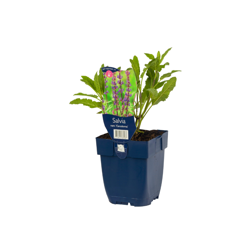 Salie (Salvia nem. 'Blue Marvel') ø 11 cm