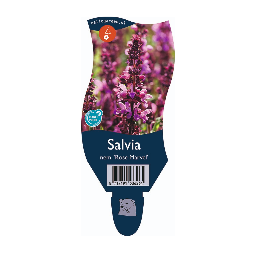 Salie (Salvia nem. 'Rose Marvel') ø 11 cm
