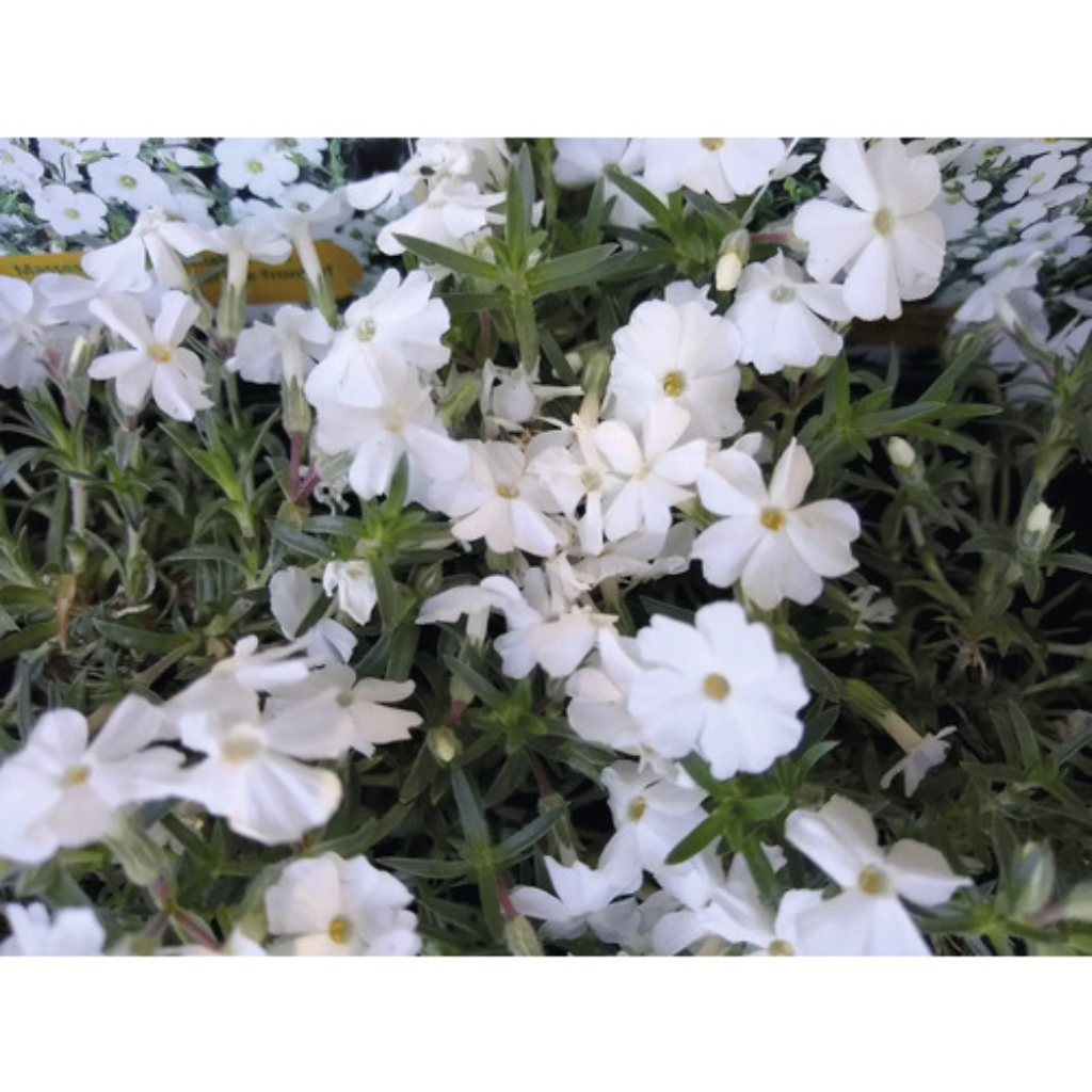 Vlambloem (Phlox (D) 'White Admiral') ø 11 cm