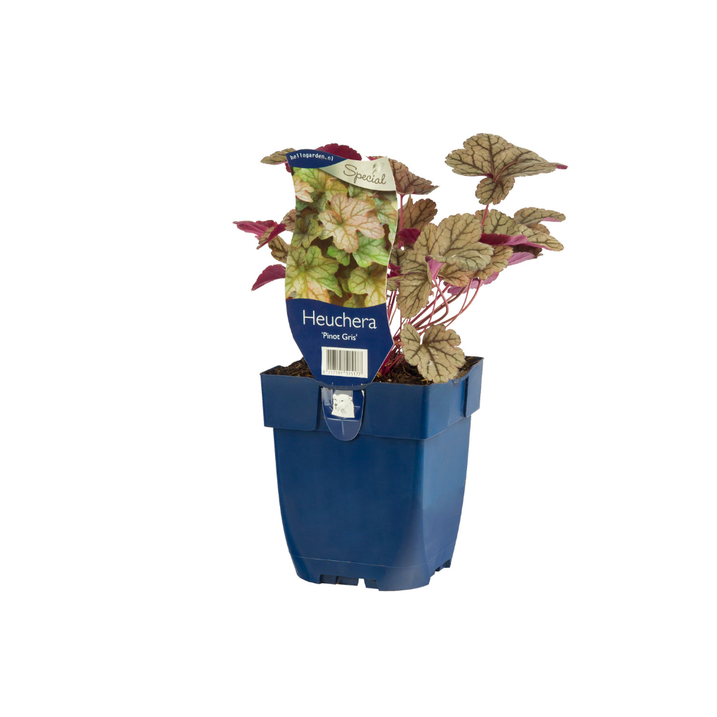 Purperklokje (Heuchera 'Flores Snow') ø 11 cm