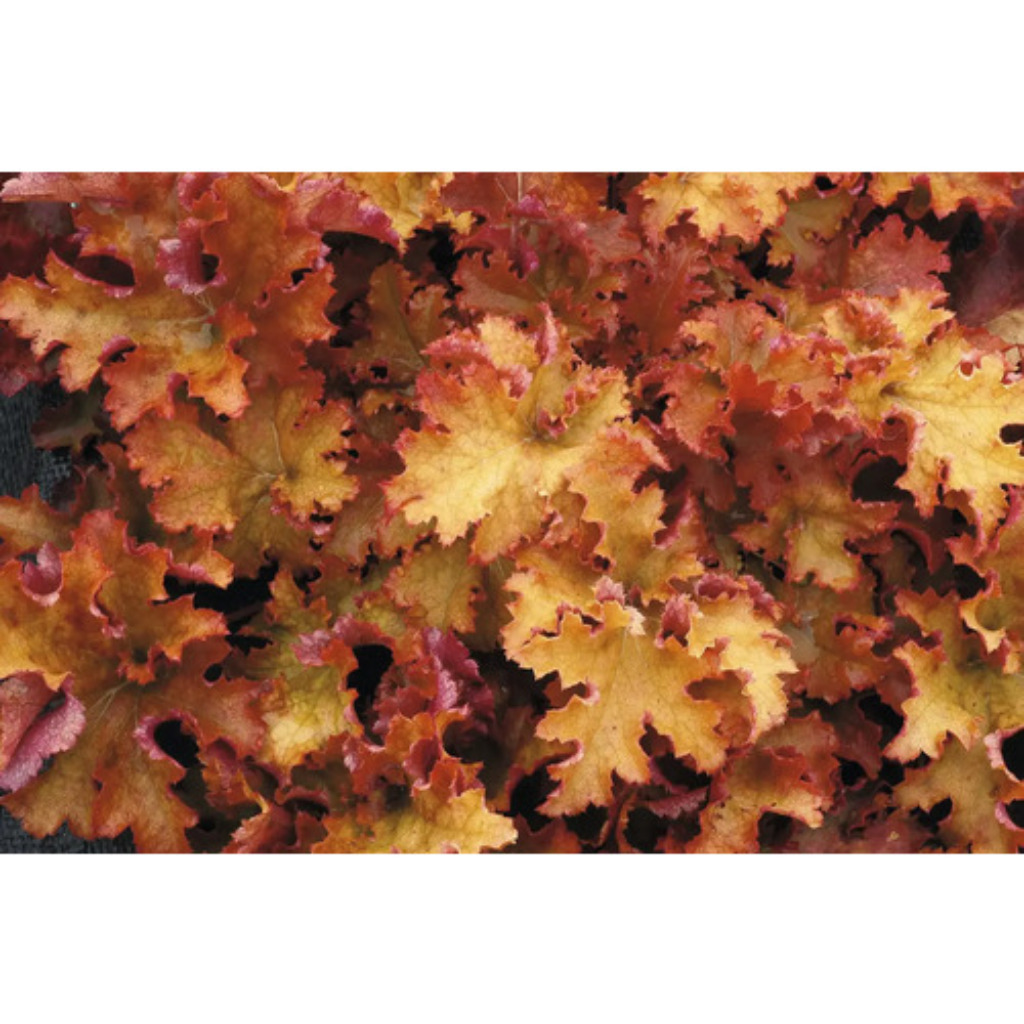Purperklokje (Heuchera 'Zipper') ø 11 cm