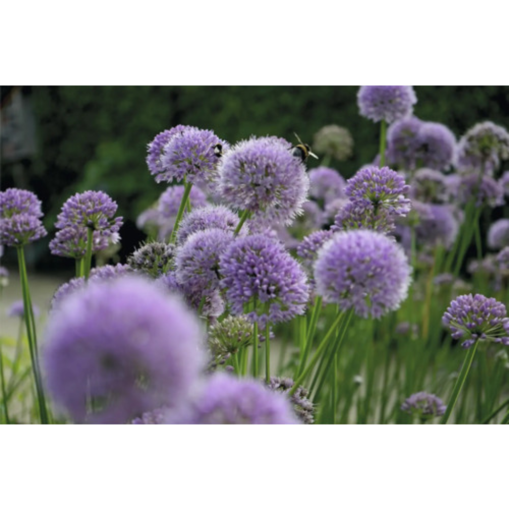 Sierui (Allium 'Summer Beauty') ø 11 cm