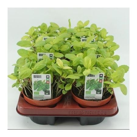 Basilicum Thaise (Ocimum basilicum) BIO