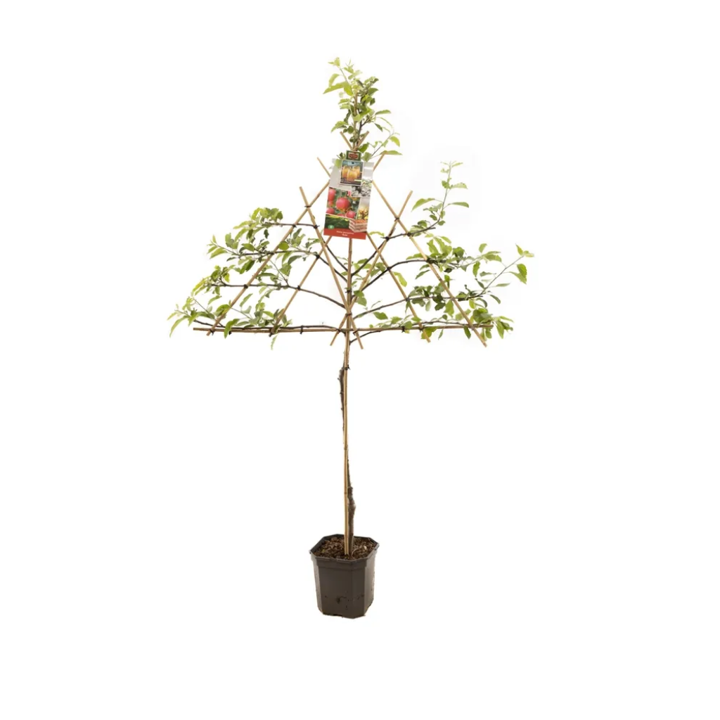 Handappel (Malus dom. Gala leivorm) H 160 ø 24 cm