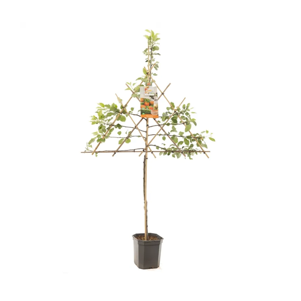 Geel-rode hand- en moesappel (Malus dom. James Grieve leivorm) H 160 ø 24 cm