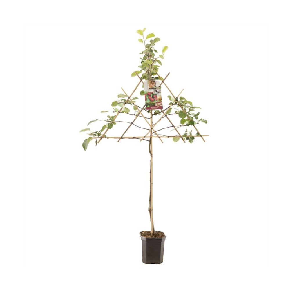 Rode moesappel (Malus dom. Rode Boskoop leivorm) H 160 ø 24 cm