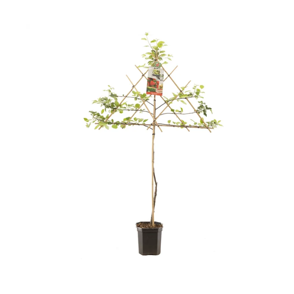 Rode appel (Malus dom. Summerred leivorm) H 160 ø 24 cm