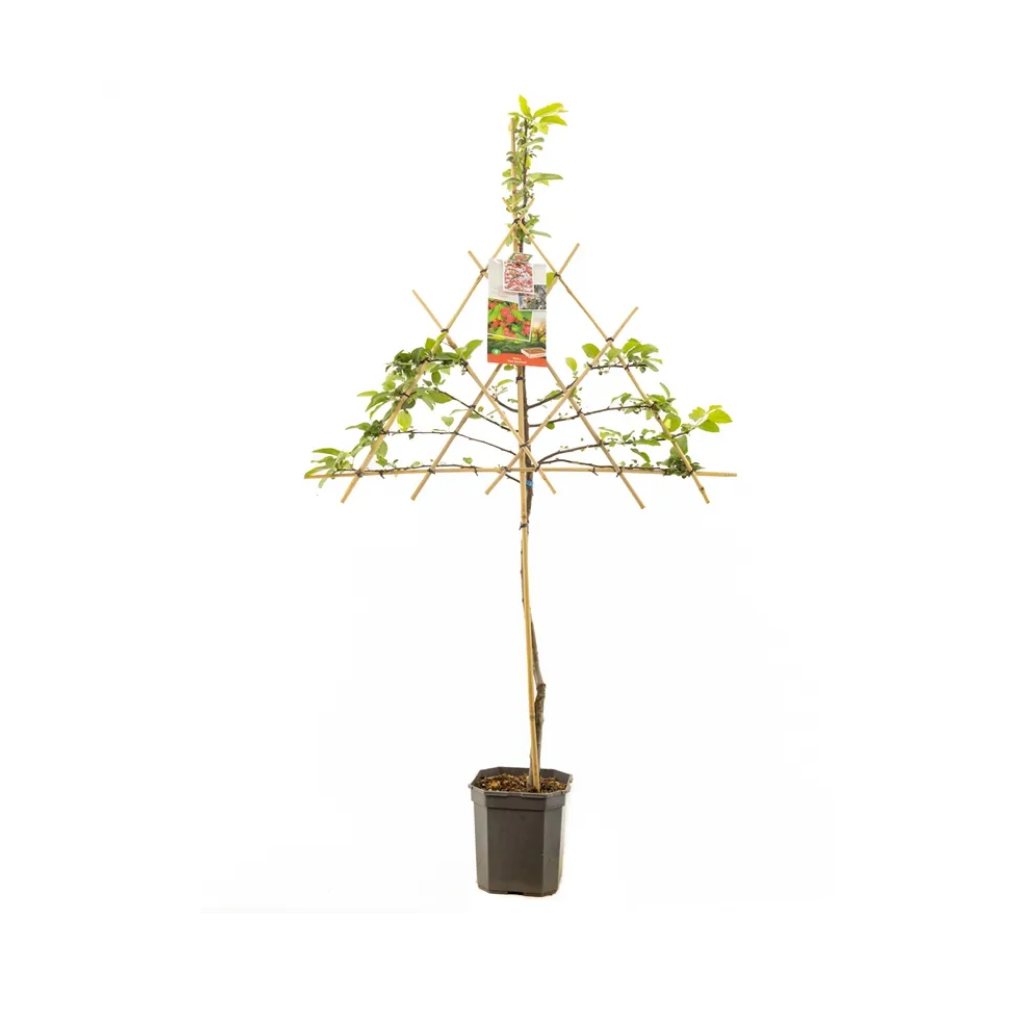 Rode sierappel (Malus Red Sentinel leivorm) H 160 ø 24 cm