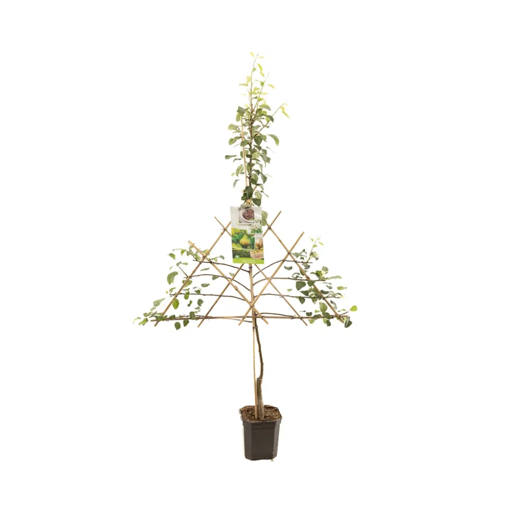 Zomerpeer/handpeer (Pyrus comm. Clapp's Favourite lei) H 160 ø 24 cm