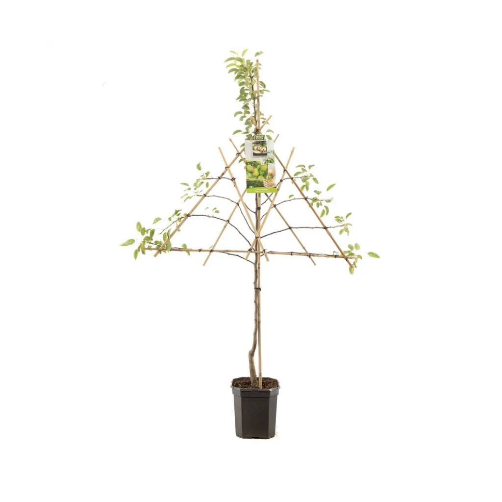 Handpeer (Pyrus comm. Doyenné du Comice lei) H 160 ø 24 cm