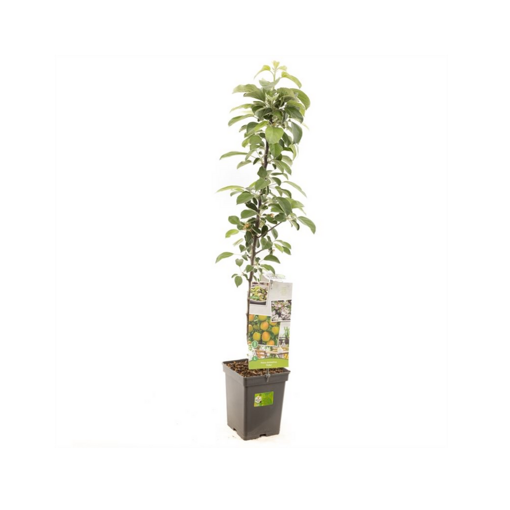 Rood-groene appel (Malus dom. Polka zuilvorm) H 110 ø 18 cm