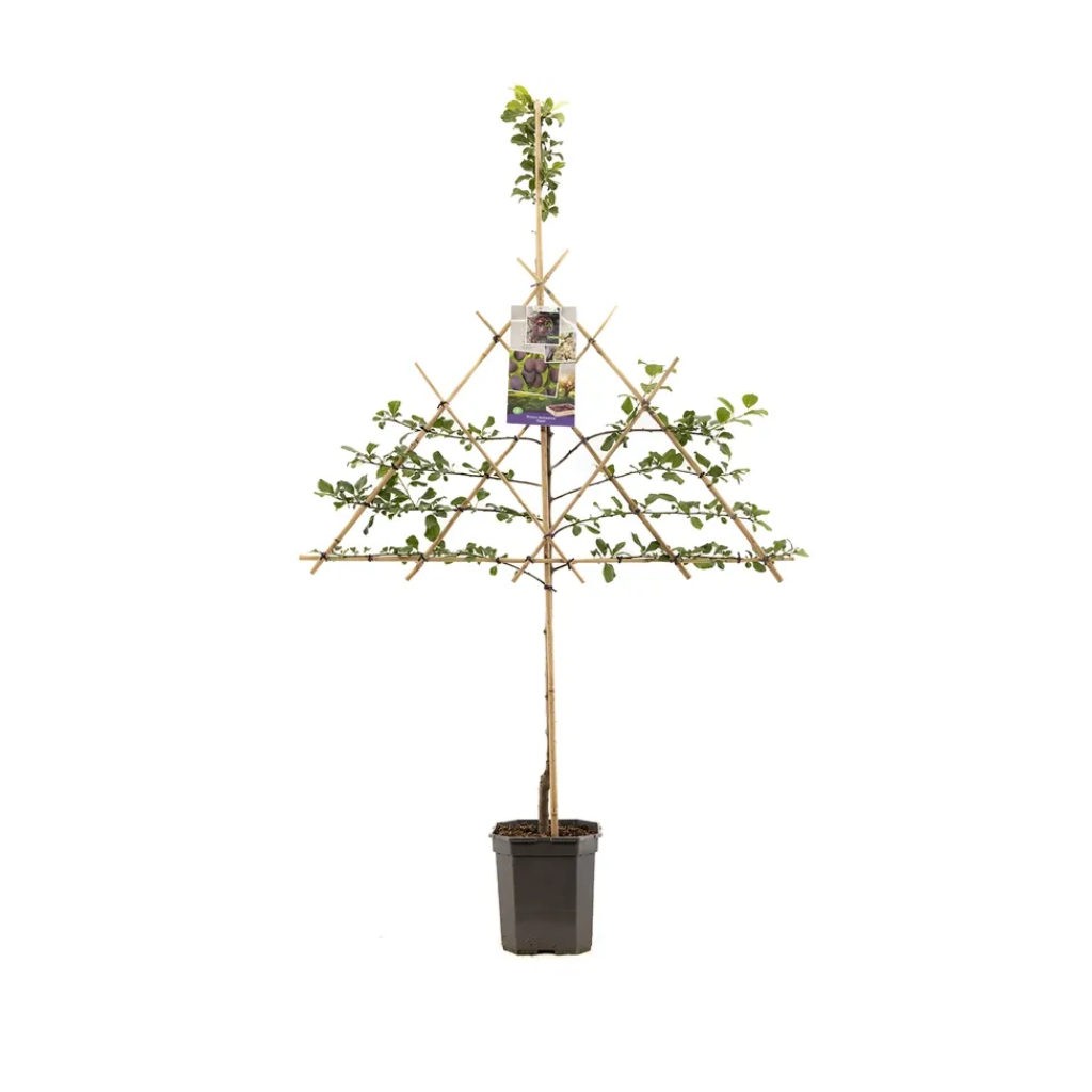 Blauwe pruim (Prunus dom. Opal leivorm) H 160 ø 24 cm